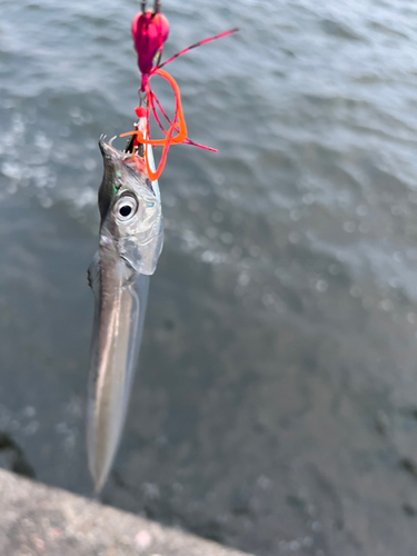 タチウオの釣果