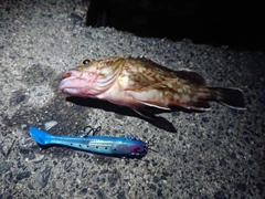 ガシラの釣果