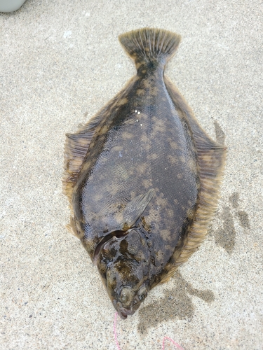 ウミタナゴの釣果