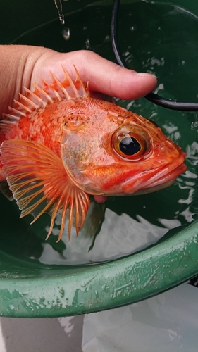 ユメカサゴの釣果