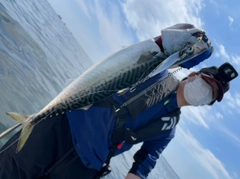 サバの釣果