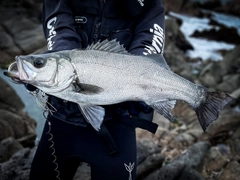 ヒラスズキの釣果