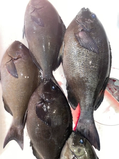 クチブトグレの釣果