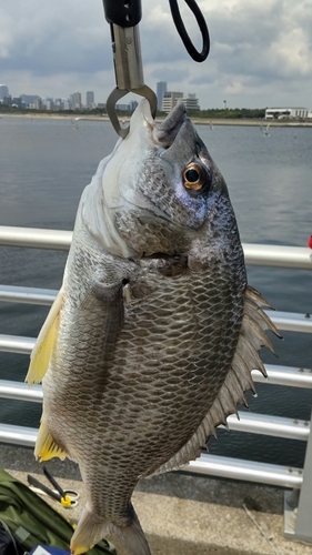 クロダイの釣果