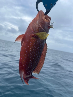 バラハタの釣果