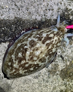 モンゴウイカの釣果