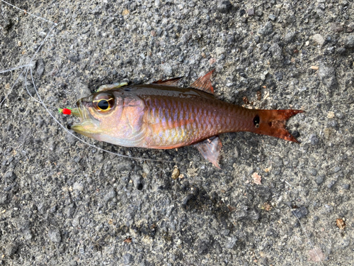 ネンブツダイの釣果