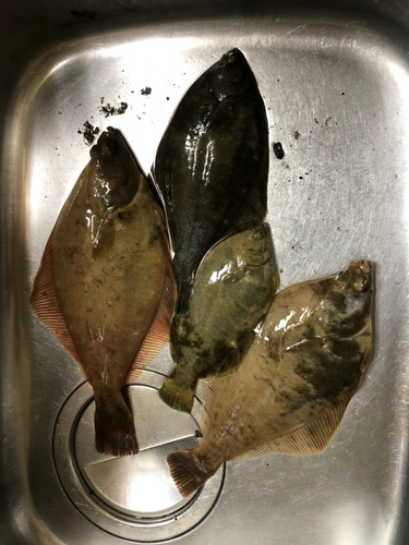 カレイの釣果