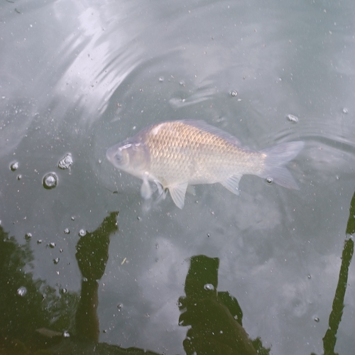 ヘラブナの釣果