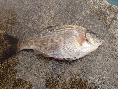 ウミタナゴの釣果