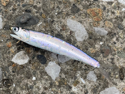 カタクチイワシの釣果