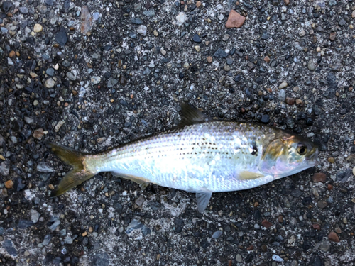 コノシロの釣果