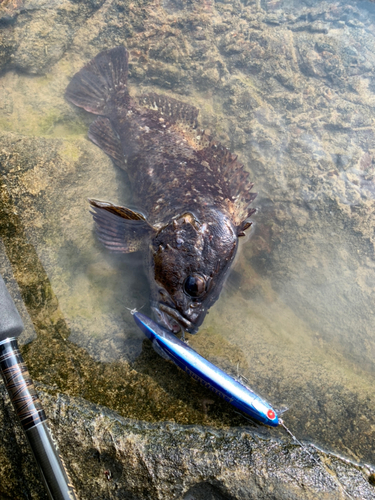 ムラソイの釣果