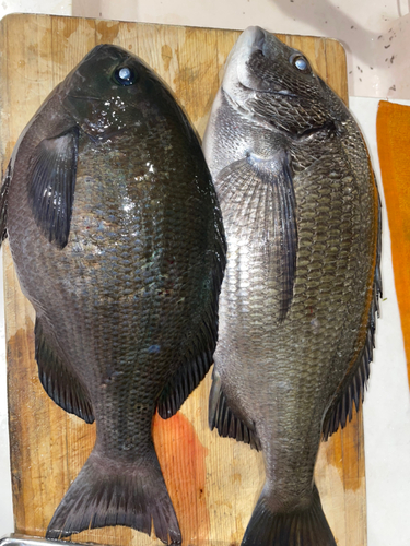 クチブトグレの釣果