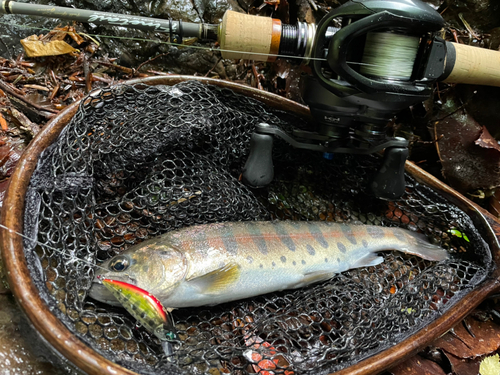 ヤマメの釣果