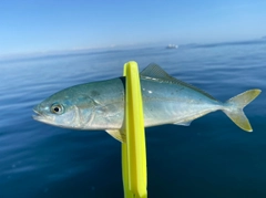 ツバスの釣果