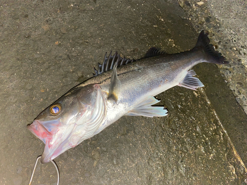 セイゴ（マルスズキ）の釣果