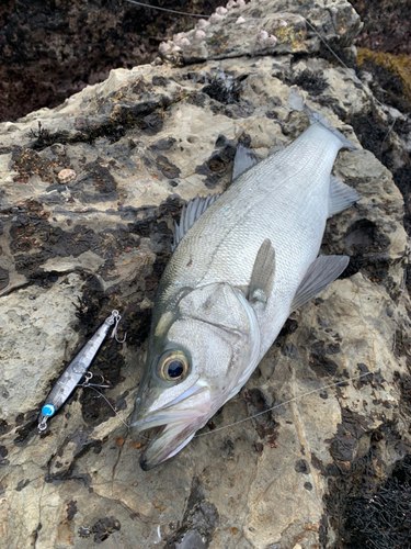 ヒラスズキの釣果