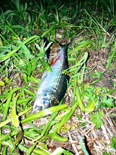 コノシロの釣果