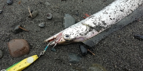 タチウオの釣果