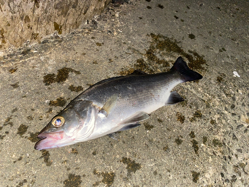 セイゴ（ヒラスズキ）の釣果