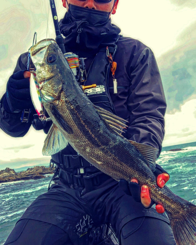 マルスズキの釣果