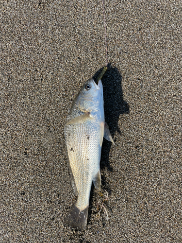 イシモチの釣果