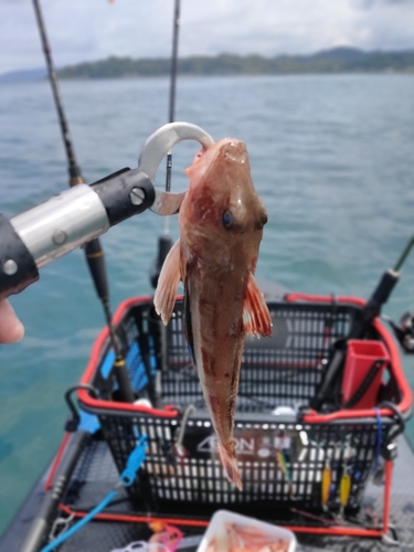 ホウボウの釣果