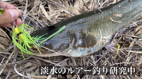 ナマズの釣果