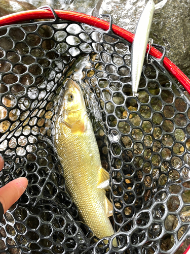 ウグイの釣果