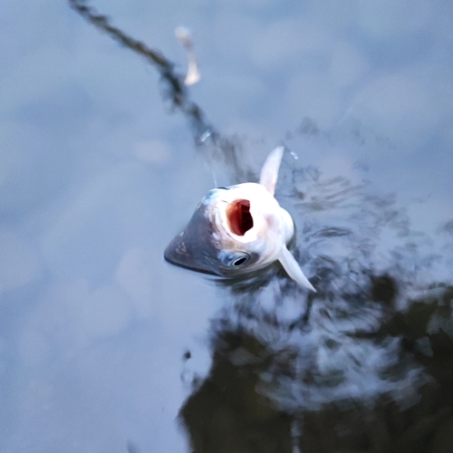 ヘラブナの釣果