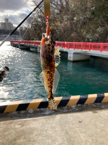 アナハゼの釣果