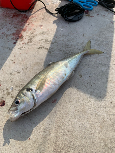 マアジの釣果