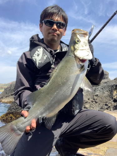 ヒラスズキの釣果