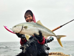 ブリの釣果