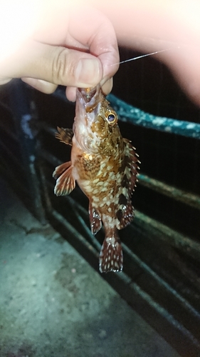 カサゴの釣果