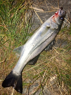 セイゴ（マルスズキ）の釣果