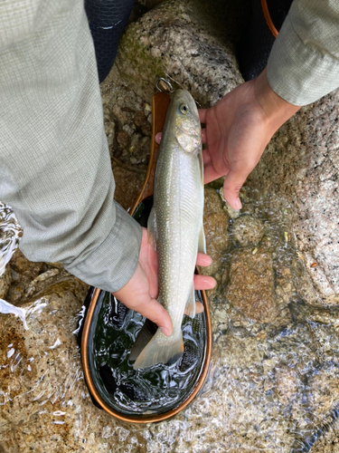 イワナの釣果