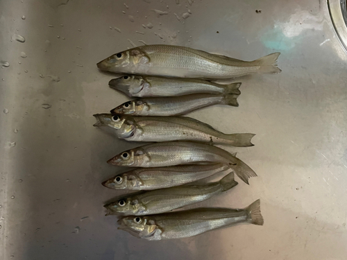 キスの釣果