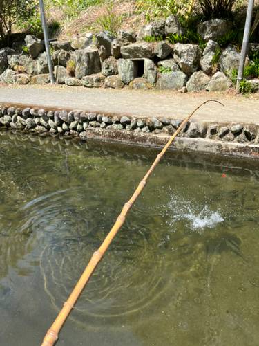 レインボートラウトの釣果