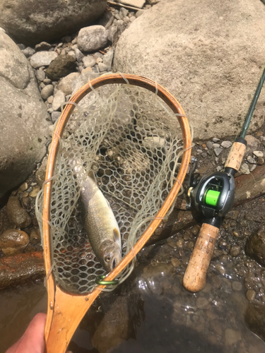 イワナの釣果