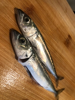 サバの釣果