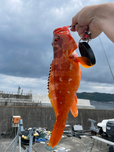 アカハタの釣果