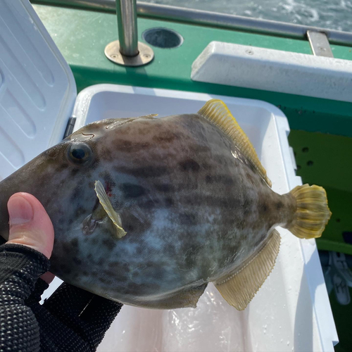 カワハギの釣果