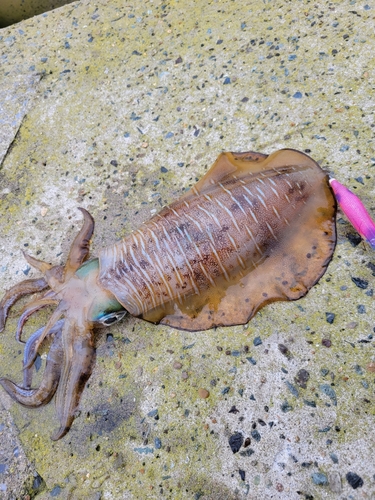 アオリイカの釣果