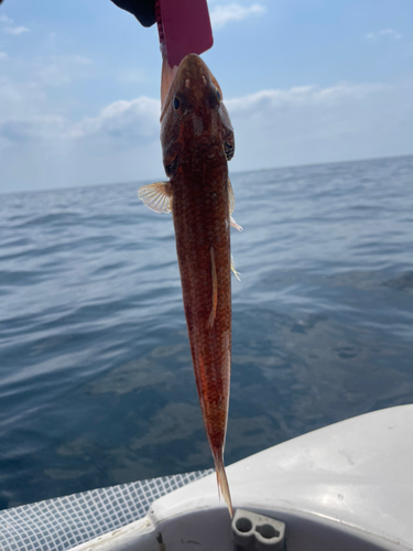 エソの釣果