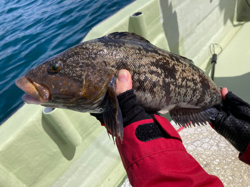 アイナメの釣果