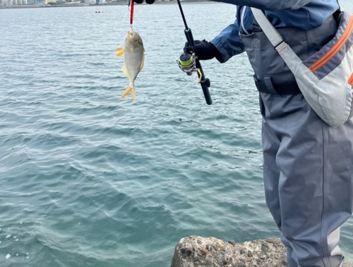 ショゴの釣果