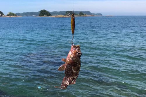 アラカブの釣果