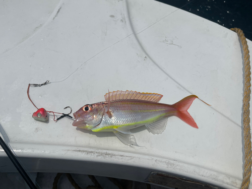 イトヨリダイの釣果